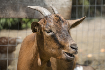 Head of a female goat