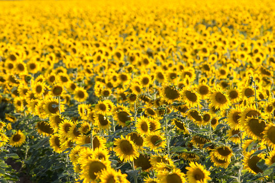 Big sunflower field