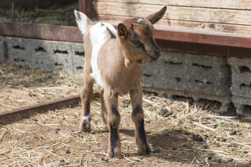 Seven days old goatling looking