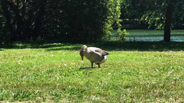Large grey goose grazing on a green lawn by the lake