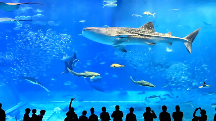 full frame shoot of aquarium tank at okinawa