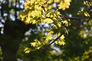 Maple sparkles