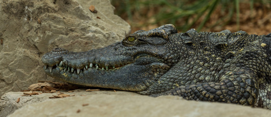 Crocodile resting on rocks.