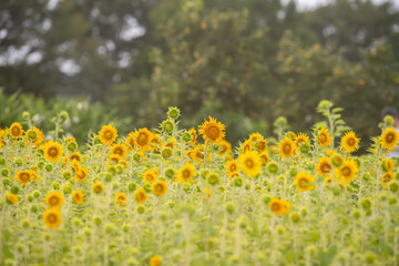 Sunflower field