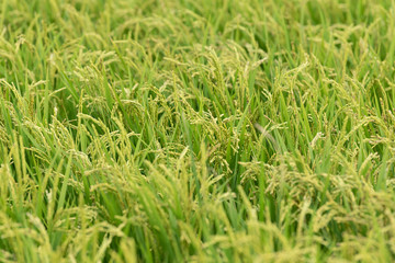 Fototapeta premium rice field