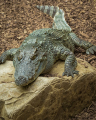 Obraz premium Crocodile resting on rocks.