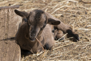Fototapeta premium Seven days old goatling lying
