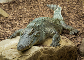 Crocodile resting on rocks.