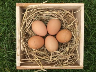 Fresh chicken eggs in nest at farm.