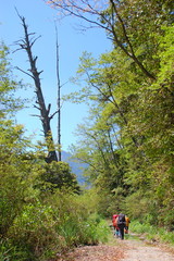 Obraz premium Hiking trails in the mountains in Spring in Hsinchu, Taiwan