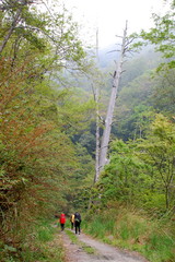 Hiking trails in the mountains in Spring in Hsinchu, Taiwan