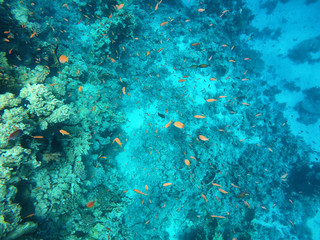 Naklejka na ściany i meble Beautiful coral reef with huge amount of fish