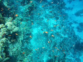 Beautiful coral reef with huge amount of fish