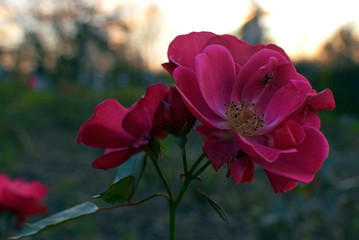 Obraz premium pink rose with a spider on the background of sunset