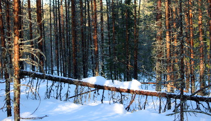 forest full of snow in winter in lapland, finnland