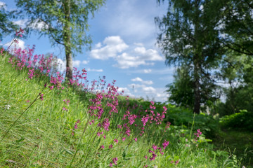 A Russian landscape - Bright wild flowers blooming on the hill near  birch trees on a sunny day. 