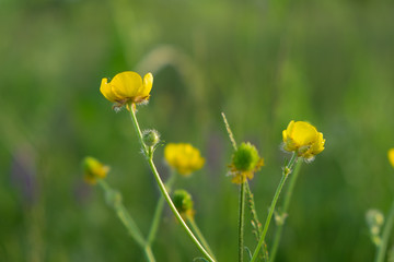 Wild yellow  flowers -  ranunculus on the green and purple background