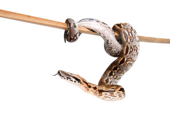 Obraz premium Snake crawling on white