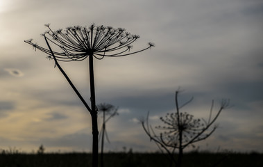 Dried cow parsnip against evening sky and grass field