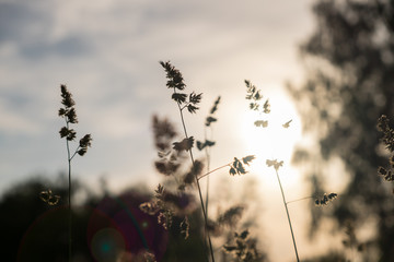 The silhouettes of wild flowers and trees lit with the warm light of evening sun 