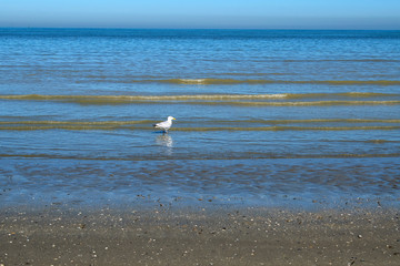 Bray-Dunes Beach Plage de Bray-Dunes