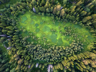 Glade in the forest. drone view