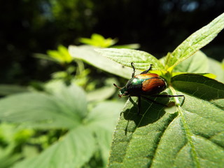 マメコガネ japanese beetle