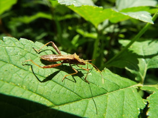 ホソヘリカメムシ stink bug
