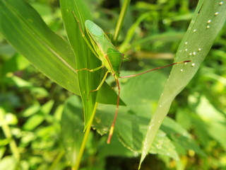 オオクモヘリカメムシ 脱皮直後 stink bug
