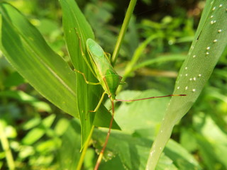 オオクモヘリカメムシ 脱皮直後 stink bug