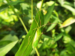 オオクモヘリカメムシ 脱皮直後 stink bug
