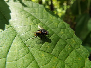 クロバエ fly