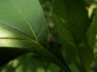 サンゴジュハムシ leaf beetle