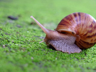 Snail animal's life crawling on green grass eat some food