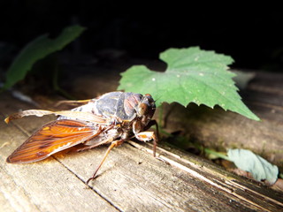 アブラゼミ cicada