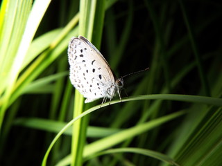 ヤマトシジミ blue