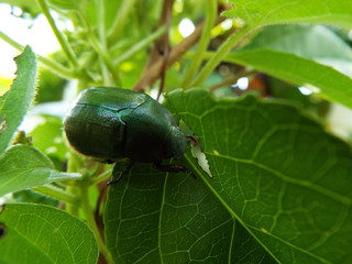 アオドウコガネ 交尾 japanese beetle