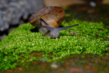 Snail animal's life eat some food on green garden