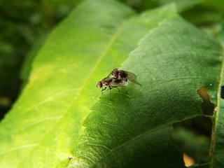 Fototapeta premium ハエ 交尾 fly