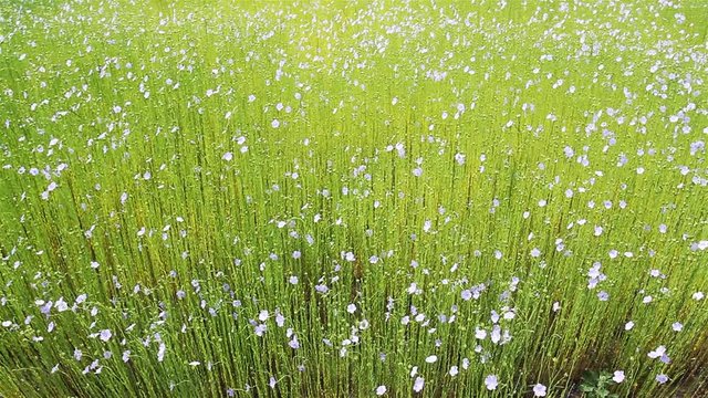 Summer country landscape : flax field blooming