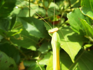 カマキリ mantis