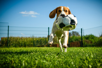 Dog beagle purebred running with a football ball in park outdoors towards camera summer sunny day...