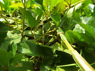 カマキリ mantis