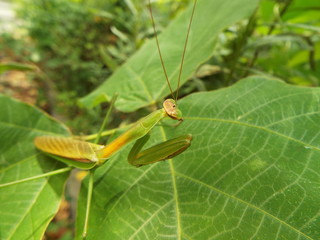 カマキリ mantis