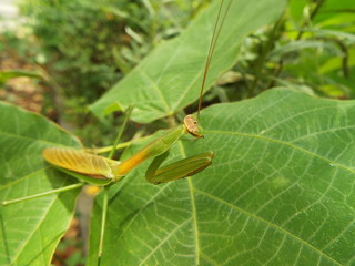 カマキリ mantis