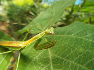 カマキリ mantis