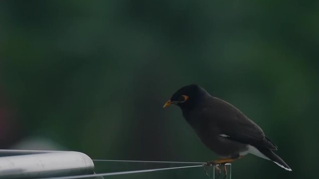Two beautiful birds of the lane are sitting on the balkon and looking around, then fly away.