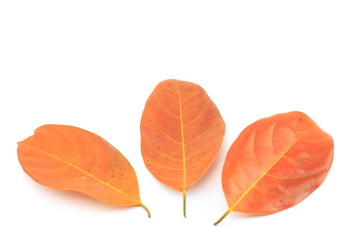 Leaves dry on a white background.