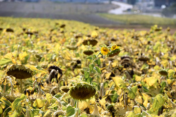 ripe sunflowers bent his heavy heads, ripe helianthus annuus with yellow withered leaves just before the harvest