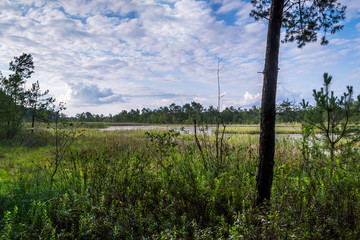 Krajobraz letni nad dziką rzeką